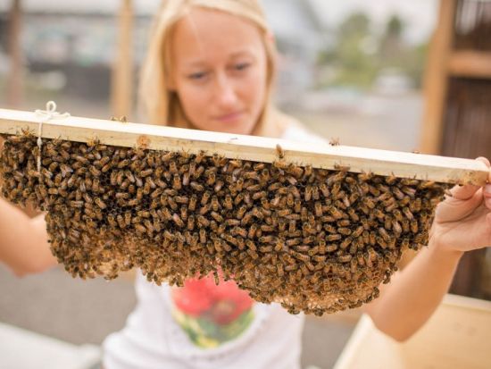 ハワイ島　歴史探検ツアー　コナコーヒー農園・養蜂所にもご案内＜昼食付／1日／英語ガイド＞