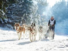 Arctic Huskies pulling a sled