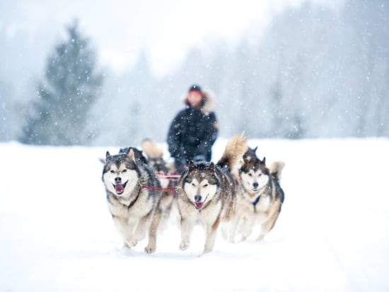Arctic Huskies pulling a sled