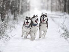 Three Arctic Huskies Running in Snow