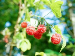 shutterstock_467304878