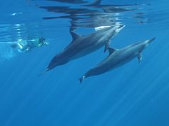 Snorkel Swim with Dolphins
