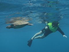 Snorkel with Tropical Fish and Sea TurtlesJPG