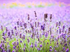 Japan_Hokkaido_Furano_Lavender_shutterstock_300084980-2