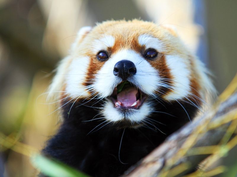 Japan_Hokkaido_Asahikawa_Asahiyama_zoo_Lesser_panda_shutterstock_1225860250