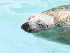 Hokkaido_Asahiyama_Zoo_shutterstock_212349817