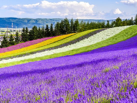 Hokkaido_Frano_Farm_Tomita_shutterstock_455115835