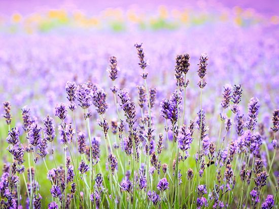 Japan_Hokkaido_Furano_Lavender_shutterstock_300084980-2