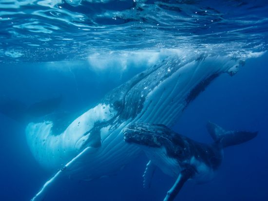 【7月～10月限定】ザトウクジラとシュノーケリング！ホエールスイム＆ウォッチ終日ツアー＜英語ガイド／シュノーケリング器材レンタル・昼食付き＞