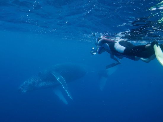クジラ06