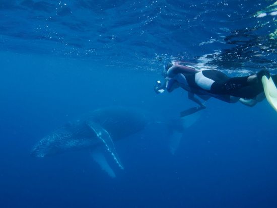 【7月～10月限定】ザトウクジラとシュノーケリング！ホエールスイム＆ウォッチ終日ツアー＜英語ガイド／シュノーケリング器材レンタル・昼食付き＞