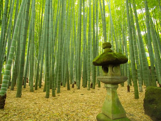 Japan panoramic tours coupon