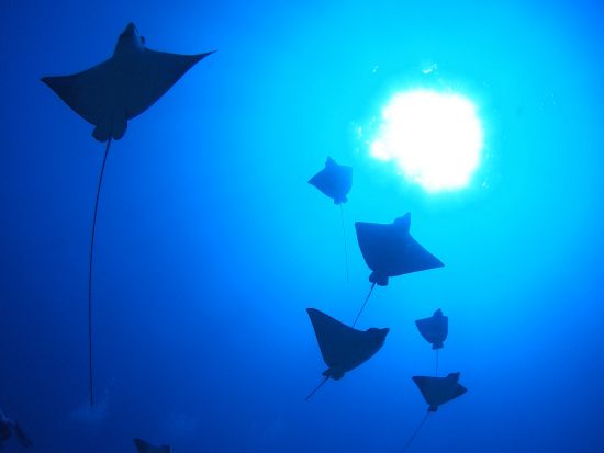 【ボートダイブで別世界へ】沈没船＆ウミガメと泳ぐハワイ感動ダイビング！レベル別で安心のファンダイビング＜2ダイブ＞by アロハナダイバーズ