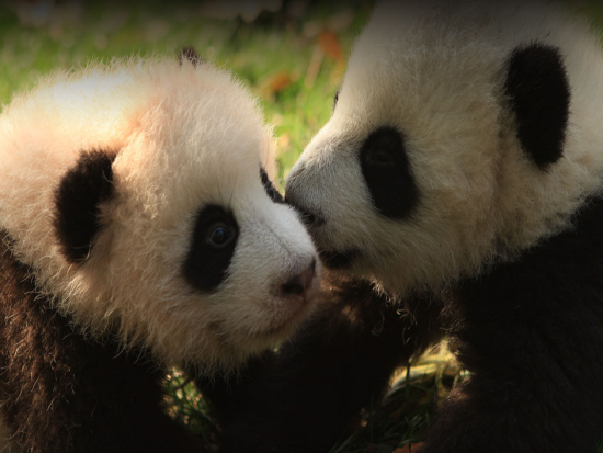 【貸切チャーター】可愛いパンダを近距離で観察！成都パンダ繁殖基地半日ツアー＜午前／日本語ガイド付き／成都発＞