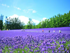 Japan_Hokkaido_Furano_Lavender_shutterstock_580672114
