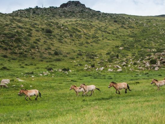 【2泊3日・5～10月限定】世界遺産オルホン渓谷とエルデネ・ゾー寺院を訪問！古都カラコラム＆ウギー湖での乗馬体験＜食事付き／日本語ガイド／ウランバートル発＞