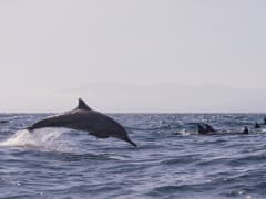 サボ島 終日観光ツアー 英語ガイド 昼食付き ソロモン諸島 観光 オプショナルツアー専門 Veltra ベルトラ