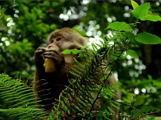 【貸切チャーター】世界遺産成都楽山大仏・峨眉山1泊2日観光ツアー★4つ星ホテル滞在で快適！＜日本語ガイド／成都発＞