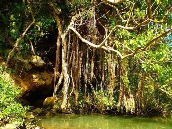 【当日・直前予約OK！】2歳から楽しめるマングローブカヤック♪ガイド撮影データ無料＆スマホケースの無料貸出も！＜本島中部・嘉手納町＞