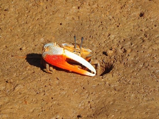 【当日・直前予約OK！】2歳から楽しめるマングローブカヤック♪ガイド撮影データ無料＆スマホケースの無料貸出も！＜本島中部・嘉手納町＞