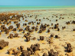 stromatolite_shutterstock_454756570