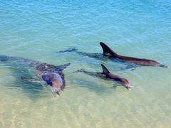 Australia_Monkeybay_Dolphin_shutterstock_317929337