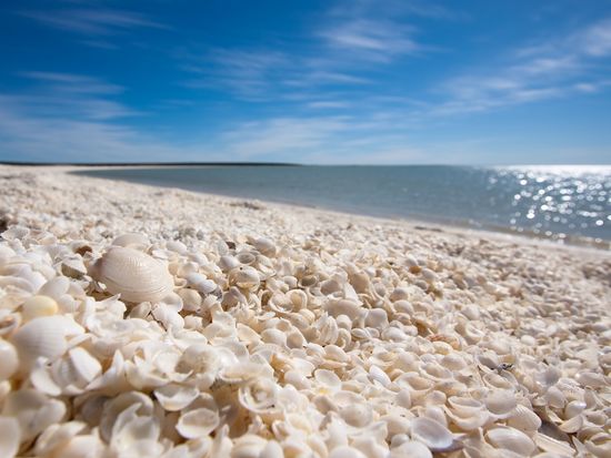 Perth_Shark Bay_Shell Beach_shutterstock_140879062