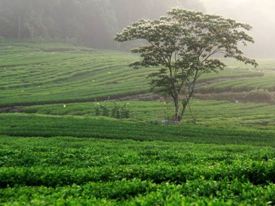 茶园