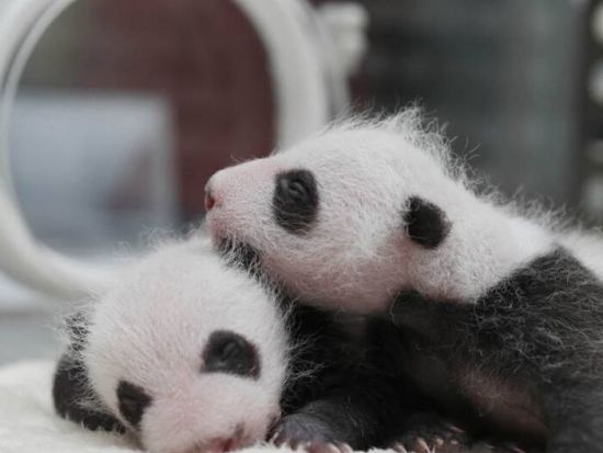 【貸切チャーター】可愛いパンダを近距離で観察！成都パンダ繁殖基地半日ツアー＜午前／日本語ガイド付き／成都発＞