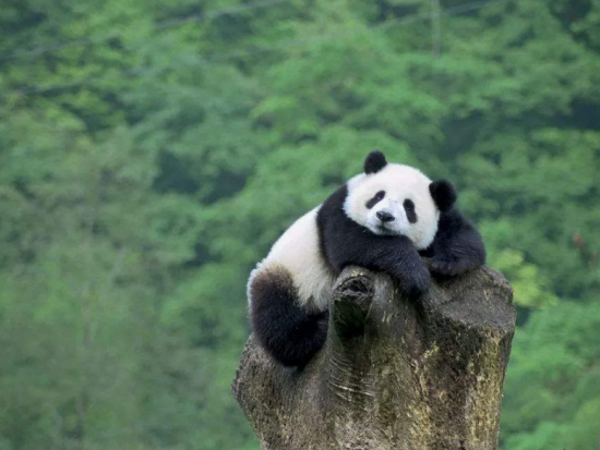 【貸切チャーター】可愛いパンダを近距離で観察！成都パンダ繁殖基地半日ツアー＜午前／日本語ガイド付き／成都発＞
