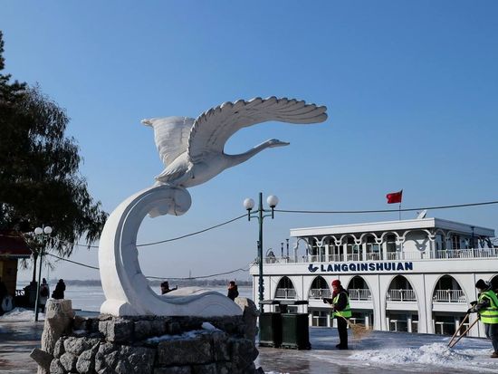 翼を広げる白鳥