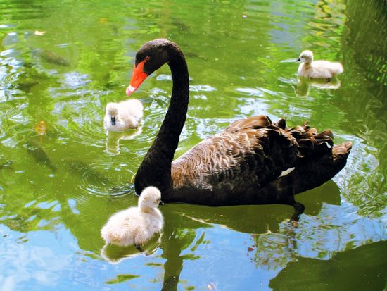 Australia_Perth_Swan River