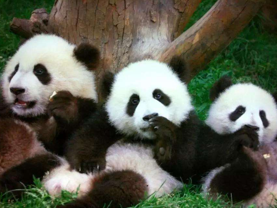 パンダ繁殖研究基