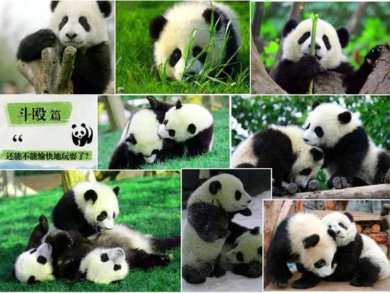 パンダ繁殖研究基