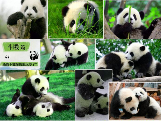 【貸切チャーター】可愛いパンダの観察や本場の四川料理を楽しめる成都1日観光ツアー！＜日本語ガイド／昼食付／成都発＞