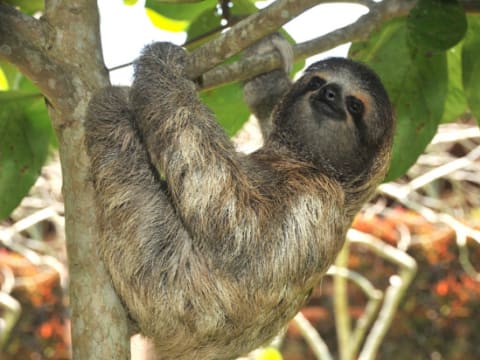 ブラジル旅行の観光 オプショナルツアー予約 Veltra ベルトラ