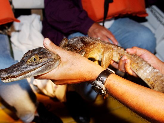 アマゾン・エコパーク3泊4日パッケージ　充実設備で快適にジャングルステイ ＜食事付き／英語ガイド／マナウス発＞