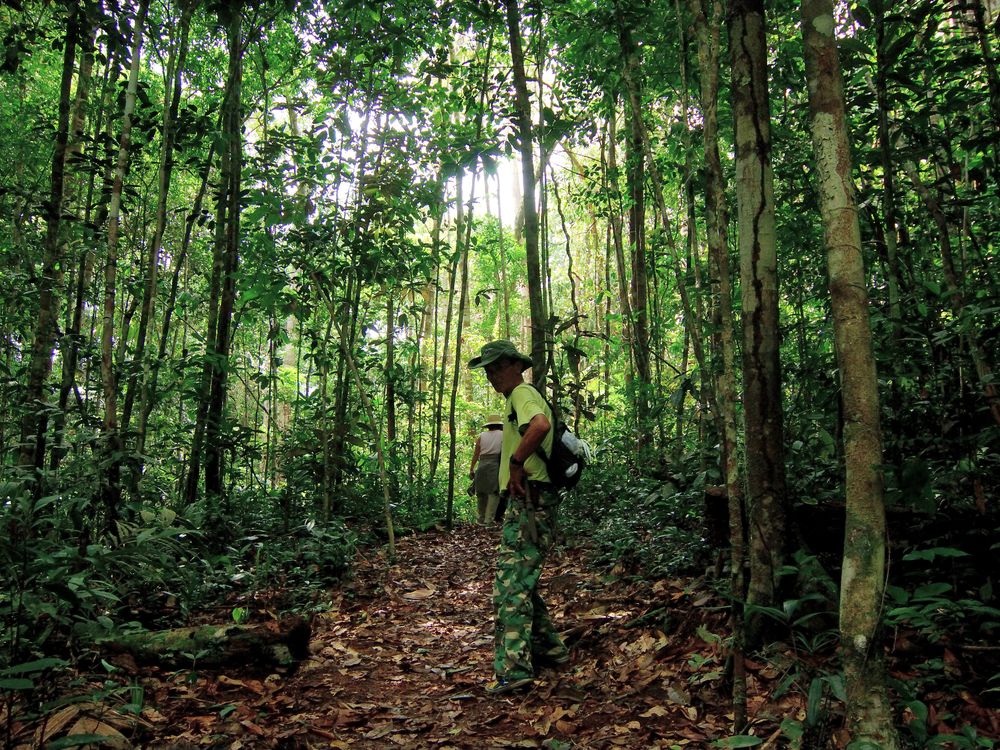 Jungle_trekking_1
