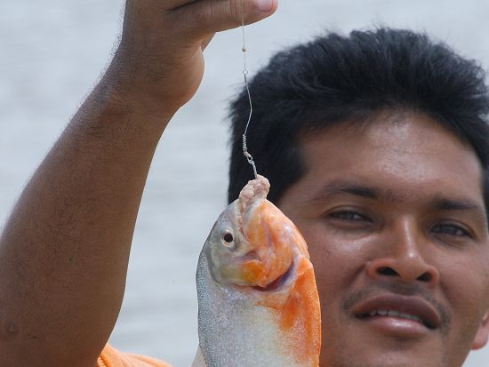 アマゾン・エコパーク3泊4日パッケージ　充実設備で快適にジャングルステイ ＜食事付き／英語ガイド／マナウス発＞