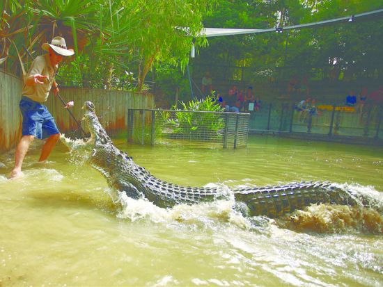 ハートリーズ・クロコダイル・アドベンチャーズ入園　ケアンズ車窓観光付き！＜半日／日本語ガイド＞byどきどきツアーズ