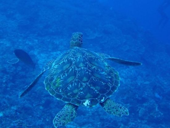 パダンバイ シュノーケリングツアー　ウミガメが見れるかも！港からも近いのでお子様連れにもお勧め＜送迎付／日本語ガイド／昼食付＞by ポニ・ダイバーズ・バリ