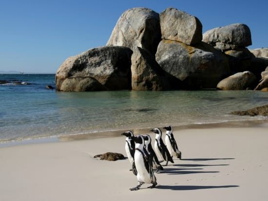 Capetown_Boulders_beach_shutterstock_59856799