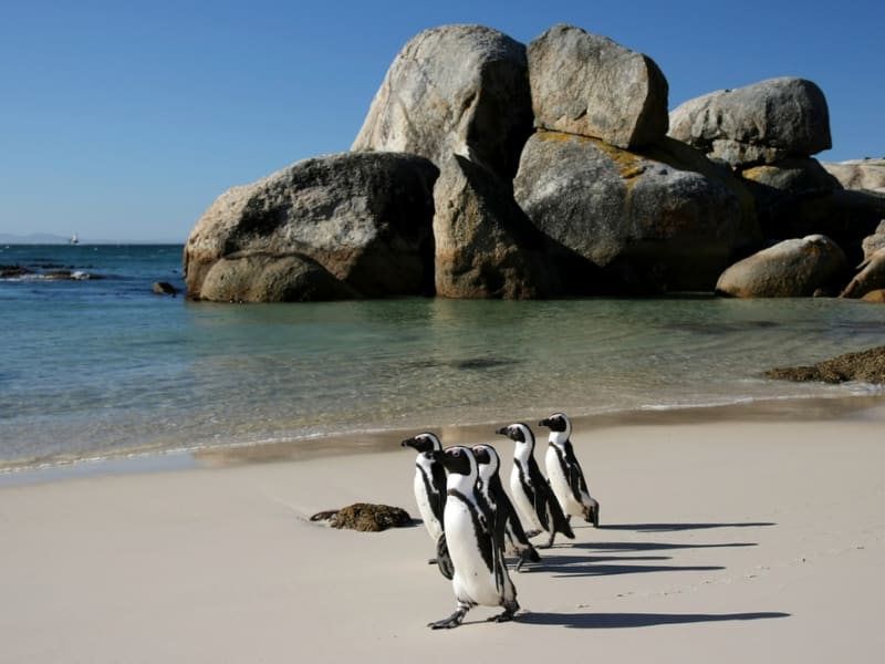 Capetown_Boulders_beach_shutterstock_59856799
