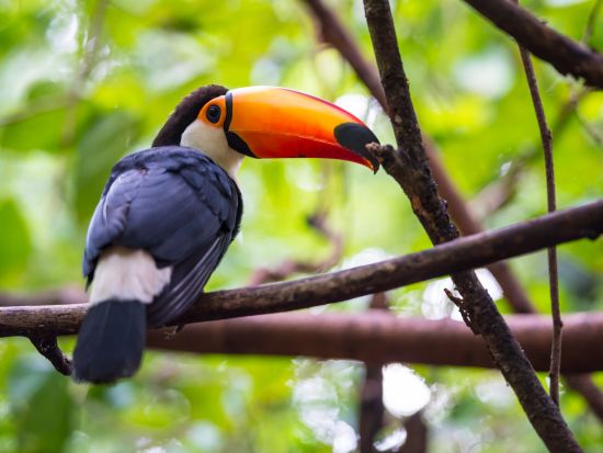 ブラジル4泊5日周遊ツアー　イグアスの滝両国側＆リオデジャネイロ市内観光　国内線航空券付き＜日本語ガイド／フォスドイグアス発リオデジャネイロ着＞