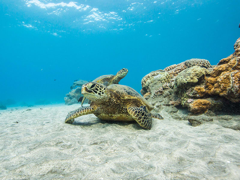 Molokini Snorkel Tour Swim with Turtles Cruise PacWhale Eco