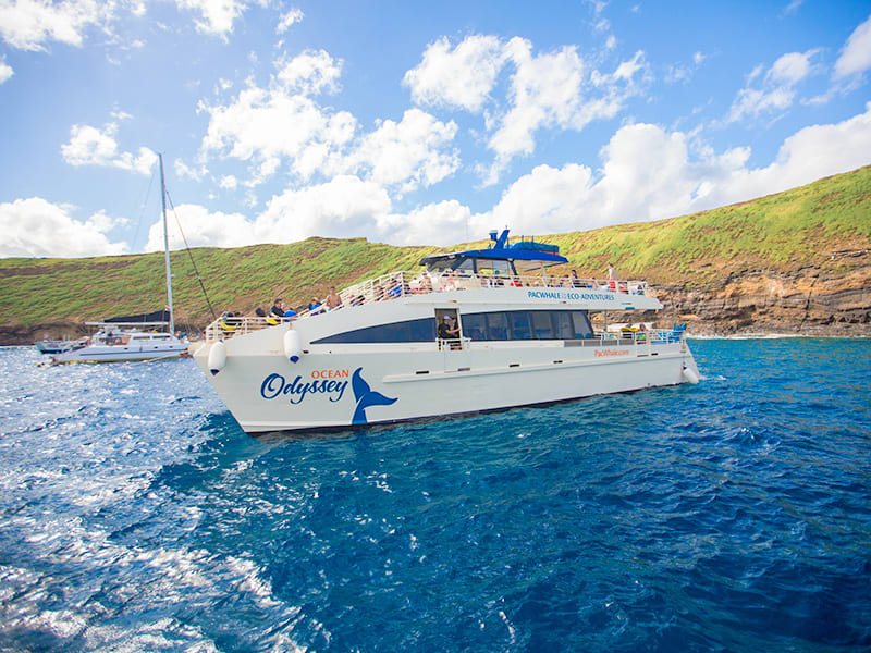 Molokini Snorkel Tour Swim with Turtles Cruise PacWhale Eco