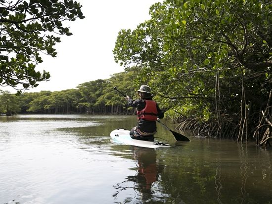 マングローブSUP　名蔵川のジャングルクルーズ！カヌー協会認定ガイドがご案内！＜市街地送迎可／写真無料／石垣島＞