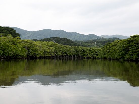マングローブSUP　名蔵川のジャングルクルーズ！カヌー協会認定ガイドがご案内！＜市街地送迎可／写真無料／石垣島＞