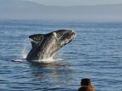 Africa_SouthAfrica_Hermanus_shutterstock_166201019