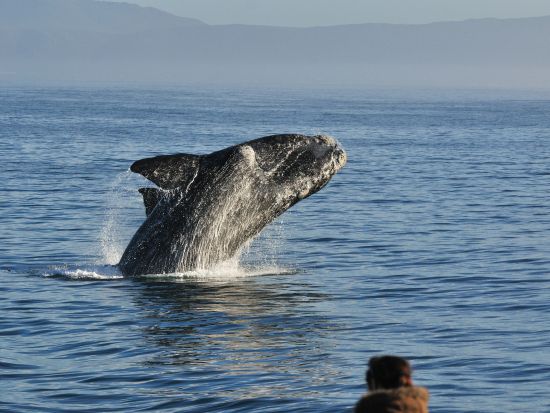 【7～11月限定】ホエールウォッチング＆ワインエステートまたはペンギンコロニー訪問＜水・金・日催行／混載／英語／ケープタウン発＞